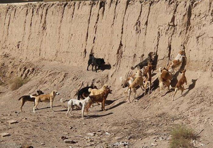 خوزستان| سگ‌های ولگرد در هندیجان ساماندهی شوند