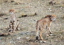اطلاعیه برگزاری کارگاه آموزشی بازشناسی گونه یوزپلنگ ایرانی در شهرستان اندیکا