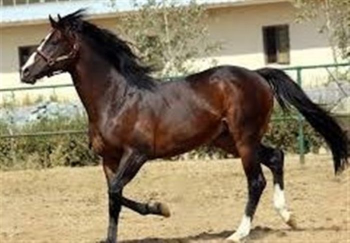 آغاز مسابقات ملی زیبایی اسب اصیل عرب در خوزستان؛ ۶۳ اسب به رقابت می‌پردازند‌
