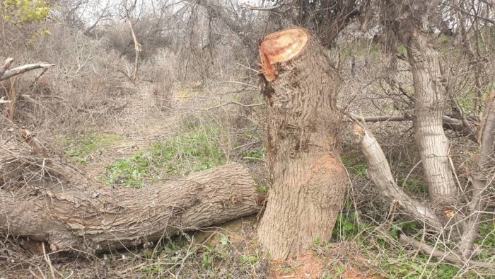قطع ۹۰ درخت در منطقه حفاظت شده دز