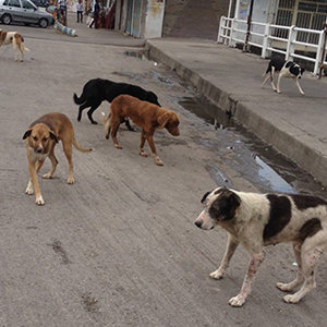 سگ های بی صاحب تهدید جدی برای سلامت مردم