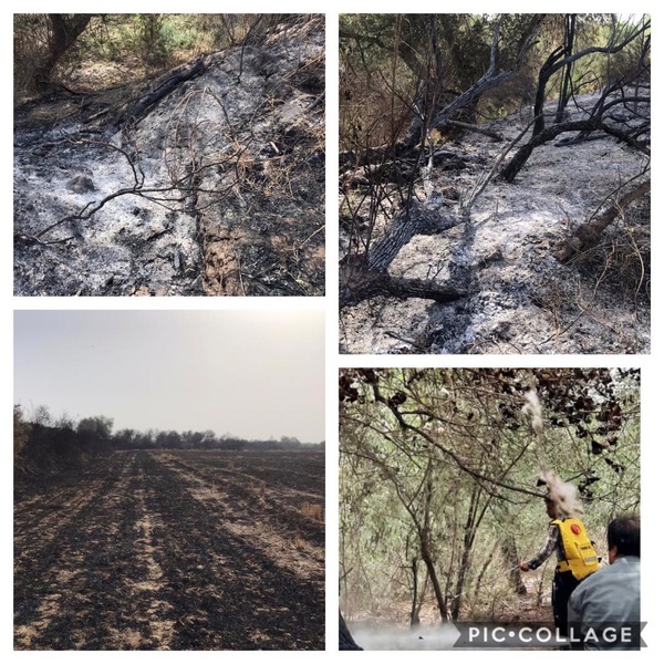 دستگیری عامل آتش سوزی اراضی کشاورزی در جنگل های دز