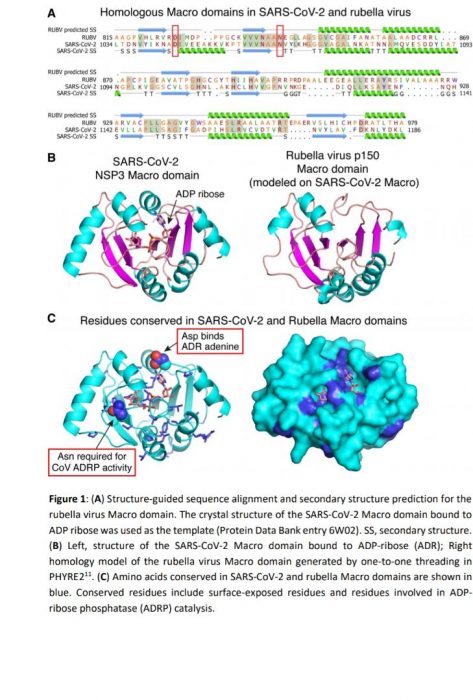 تجزیه بیوانفورماتیکی ژن های SARS-CoV-2 و ویروس سرخک ، اوریون و سرخچه و وجود پروتئین های همولوگ احتمال موثر بودن واکسن MMR در کاهش ابتلا به COVID-19