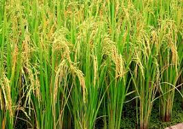 شروع کاشت برنج به روش خشکه کاری در شهرستان کارون