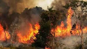 رئیس سازمان جنگل‌ها خبر داد:  راه‌اندازی سامانه اطلاع رسانی ۱۳۹ برای اعلام آتش‌سوزی‌ها