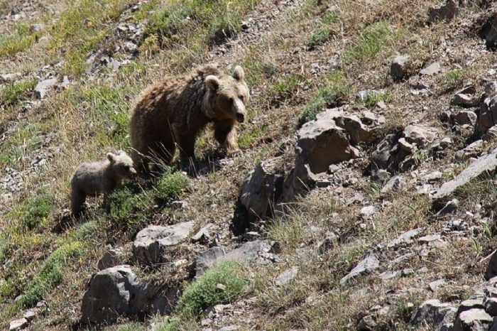 حمله خرس به یکی از عشایر اندیکا
