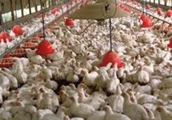 بیش از ۲ میلیون تن ذرت در کشور گم شد/ مرغداران همچنان از بازار آزاد دان می‌خرند