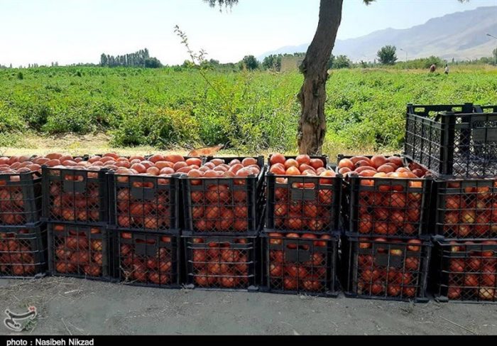 گوجه‌های قاچاق به مقصد نرسید / ۱۸ تن گوجه فرنگی قاچاق لب مرز برگشت داده شد