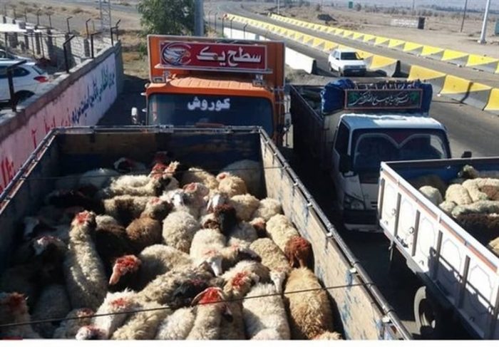 پشت پرده قاچاق دام ‌از مرزهای خوزستان / چرا قاچاقچیان هورالعظیم را برای قاچاق دام به عراق انتخاب کردند؟