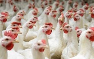 کمبود مرغ در خوزستان نتیجه رانت یا بی‌تدبیری است؟