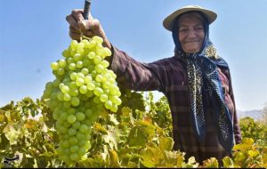 برداشت انگور از تاکستان‌های استان خوزستان به روایت تصویر