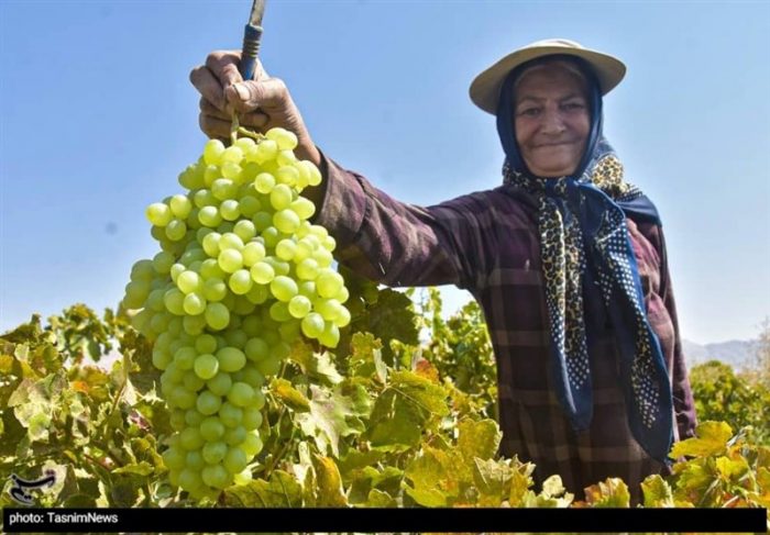 برداشت انگور از تاکستان‌های استان خوزستان به روایت تصویر