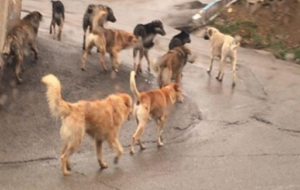 حوادث | استاد دانشگاه آزاد اهواز قربانی جدید سگ های ولگرد