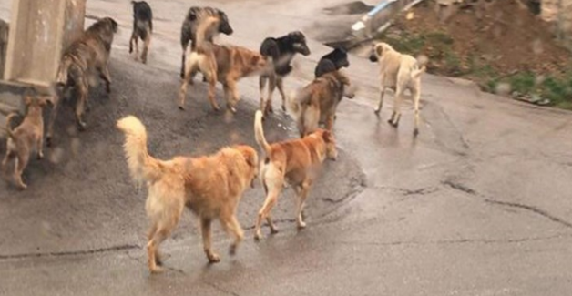 حوادث | استاد دانشگاه آزاد اهواز قربانی جدید سگ های ولگرد