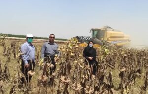 مدیر جهاد کشاورزی شهرستان کارون :برداشت گل های خورشیدی آفتابگردان درزمینهای کشاورزی کارون