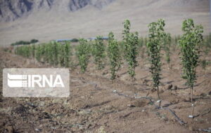 شناسایی ۱۶۱ هزار هکتار عرصه مستعد زراعت چوب در خوزستان