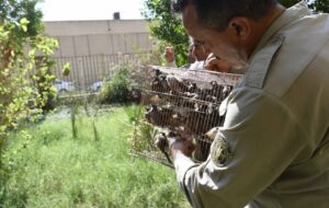 کشف یک هزار بلبل خرما از متخلفان شکار در خوزستان