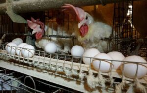 یک واحد مرغ تخم گذار در رامهرمز خوزستان به بهره برداری رسید