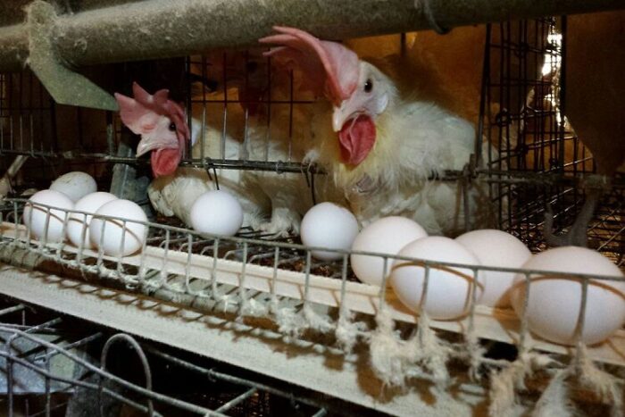یک واحد مرغ تخم گذار در رامهرمز خوزستان به بهره برداری رسید