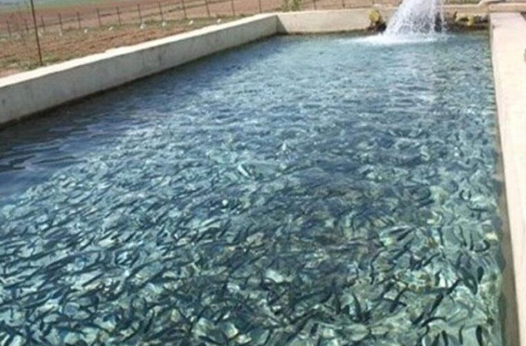تولید ۳۰۰هزار تُن آبزیان در خوزستان تا افق ۱۴۰۴