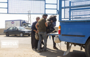صادرات ۴۰ هزار راس دام زنده از خوزستان به کشورهای حوزه خلیج فارس