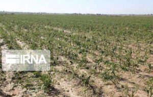 یک هزار و ۱۲۰میلیارد ریال خسارت به کشاورزان خوزستانی پرداخت شد