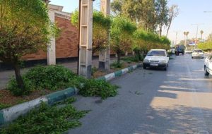 عملیات هرس فرم درختان کنوکارپوس بلوار کیانپارس در منطقه دو عملیات هرس فرم درختان کنوکارپوس بلوار کیانپارس در منطقه دو