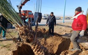 عملیات کاشت نخل در میدان بهنام محمدی در منطقه دو شهر اهواز عملیات کاشت نخل در میدان بهنام محمدی در منطقه دو شهر اهواز