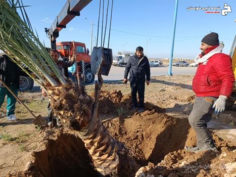 عملیات کاشت نخل در میدان بهنام محمدی در منطقه دو شهر اهواز