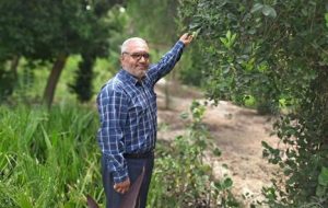 کاشت درختان برهان در منطقه چهار شهرداری اهواز کاشت درختان برهان در منطقه چهار شهرداری اهواز