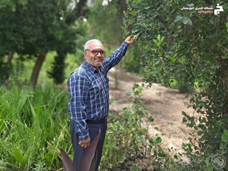 کاشت درختان برهان در منطقه چهار شهرداری اهواز