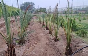 کاشت ۷۰ نفر نخل (پاجوش) در خزانه سازمان پارکها و فضای سبز شهرداری اهواز کاشت ۷۰ نفر نخل (پاجوش) در خزانه سازمان پارکها و فضای سبز شهرداری اهواز