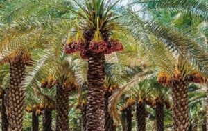 آشنایی با آفات و بیماریهای نخل خرما در سایت الگویی نخیلات در خرمشهر آشنایی با آفات و بیماریهای نخل خرما در سایت الگویی نخیلات در خرمشهر