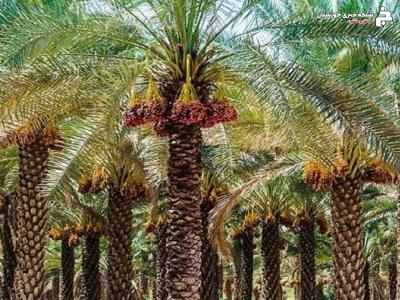 آشنایی با آفات و بیماریهای نخل خرما در سایت الگویی نخیلات در خرمشهر آشنایی با آفات و بیماریهای نخل خرما در سایت الگویی نخیلات در خرمشهر
