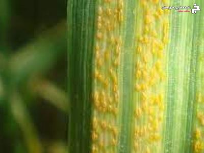 ترویج مبارزه پیشگیرانه علیه زنگ زرد گندم در خرمشهر ترویج مبارزه پیشگیرانه علیه زنگ زرد گندم در خرمشهر