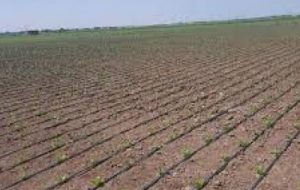 جلوگیری از جعل اسناد اراضی کشاورزی در خرمشهر