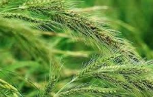 مبارزه با علفهای هرز در مزارع گندم خرمشهر مبارزه با علفهای هرز در مزارع گندم خرمشهر