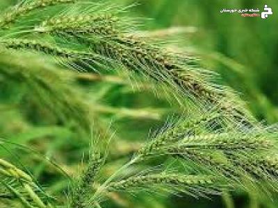 مبارزه با علفهای هرز در مزارع گندم خرمشهر مبارزه با علفهای هرز در مزارع گندم خرمشهر