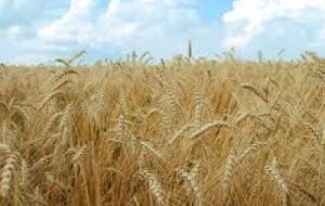 مراقبت از خاک با کشت مستقیم در خرمشهر مراقبت از خاک با کشت مستقیم در خرمشهر