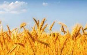 پایان کشت جو و گندم پاییزه در آبادان پایان کشت جو و گندم پاییزه در آبادان