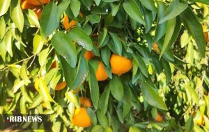 پیش بینی برداشت بیش از ۷۳ هزار تن مرکبات در شهرستان دزفول + تصاویر پیش بینی برداشت بیش از ۷۳ هزار تن مرکبات در شهرستان دزفول + تصاویر