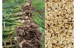 آغاز کشت سیر در دزفول آغاز کشت سیر در دزفول