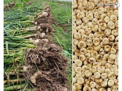 آغاز کشت سیر در دزفول آغاز کشت سیر در دزفول