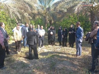 آموزش احداث نخیلات در شوشتر آموزش احداث نخیلات در شوشتر