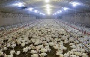 افزایش ۴۱ درصدی جوجه ریزی در مرغداری های خوزستان