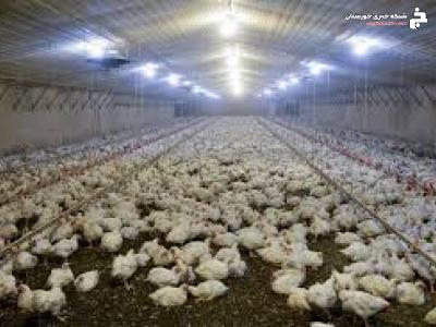 افزایش ۴۱ درصدی جوجه ریزی در مرغداری های خوزستان