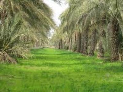 برگزاری مانور کشاورزی در مزارع و نخلستان های خرمشهر