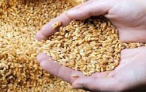 توزیع بیش از ۲۳ هزار تن بذر در خوزستان
