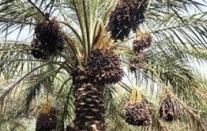 حضور کشاورزان آبادانی در کلاس های آموزشی ترویجی حضور کشاورزان آبادانی در کلاس های آموزشی ترویجی