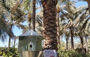 مبارزه با آفات چوبخوار نخیلات با نصب تله های نوری مبارزه با آفات چوبخوار نخیلات با نصب تله های نوری
